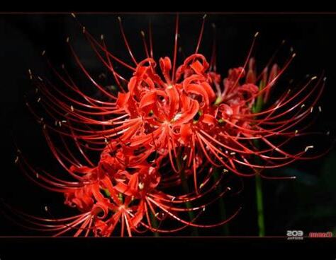死亡之花 彼岸花